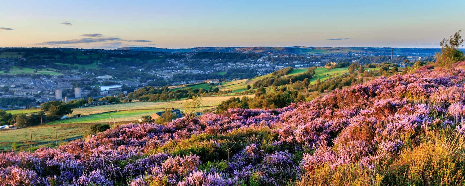 Heather,In,Flower,At,Sunset,In,Halifax,West,Yorkshire,Uk. Calderdale Council win story