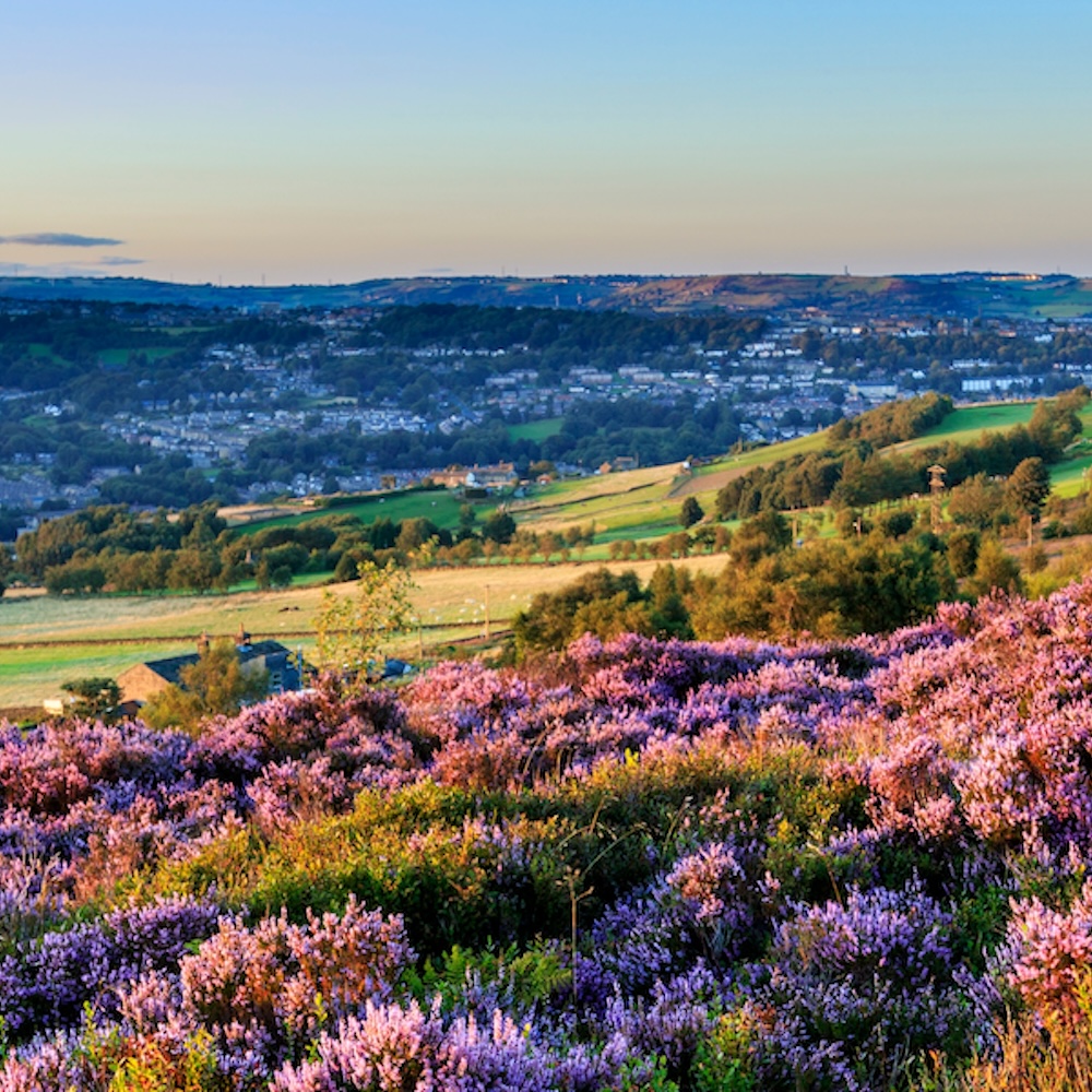 Heather,In,Flower,At,Sunset,In,Halifax,West,Yorkshire,Uk.