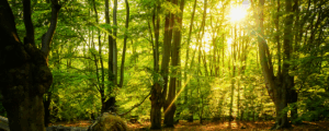 Epping Forest District Council