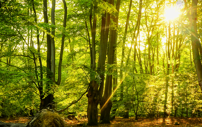 Epping Forest District Council