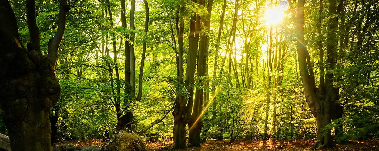 Epping Forest District Council